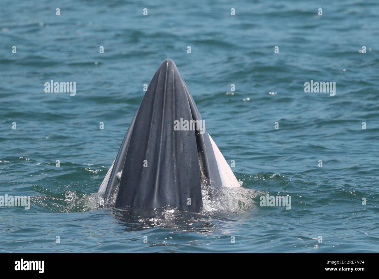 Balena dell'Eden (Balaenoptera edeni), in superficie marina, nutrizione, rifugio del porto interno, Sai Kung, Hong Kong, Cina, 25 luglio 2023 Foto Stock