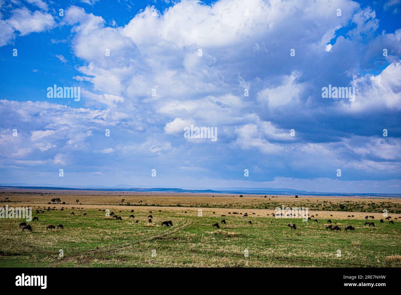 La riserva nazionale di Maasai Mara è un'area di savana preservata nel Kenya sudoccidentale, lungo il confine con la Tanzania. Tra i suoi animali vi sono i leoni, Foto Stock