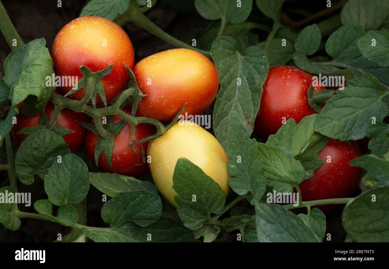 Agricoltura sostenibile che coltiva pomodori biologici Foto Stock