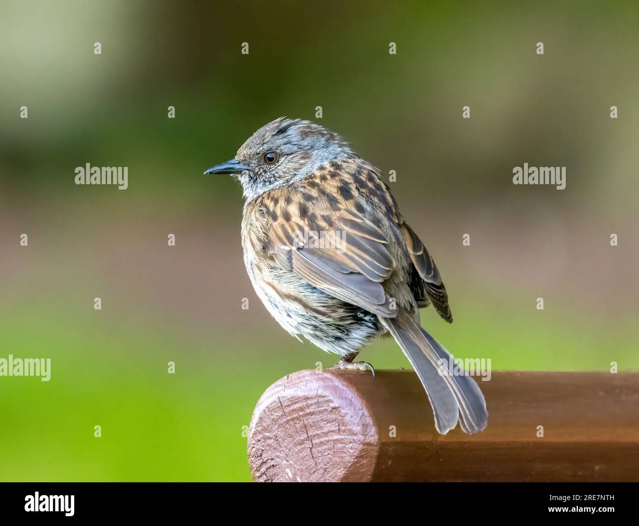 Dunnock, piccolo uccello marrone con un intricato piumaggio arroccato su legno con sfondo verde naturale Foto Stock