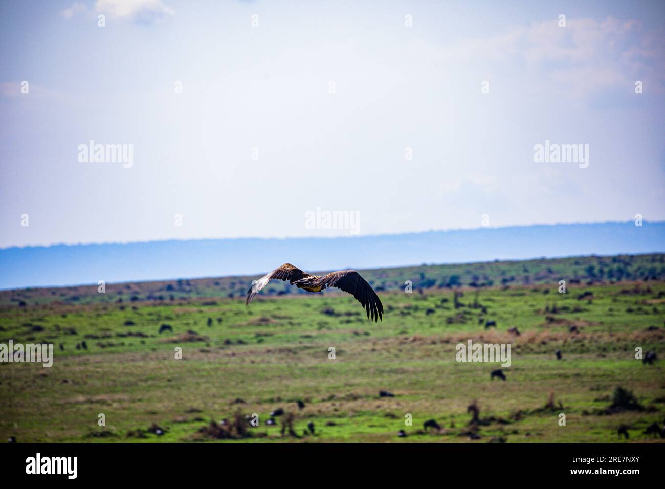 La riserva nazionale di Maasai Mara è un'area di savana preservata nel Kenya sudoccidentale, lungo il confine con la Tanzania. Tra i suoi animali vi sono i leoni, Foto Stock