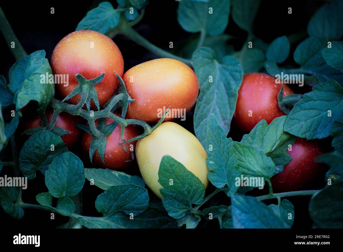 Agricoltura sostenibile che coltiva pomodori biologici Foto Stock