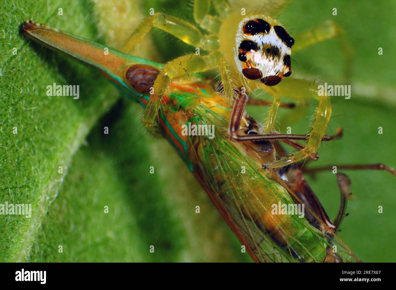 Ragno macro con insetto su foglia verde. Fotografia macro insetti. Foto Stock