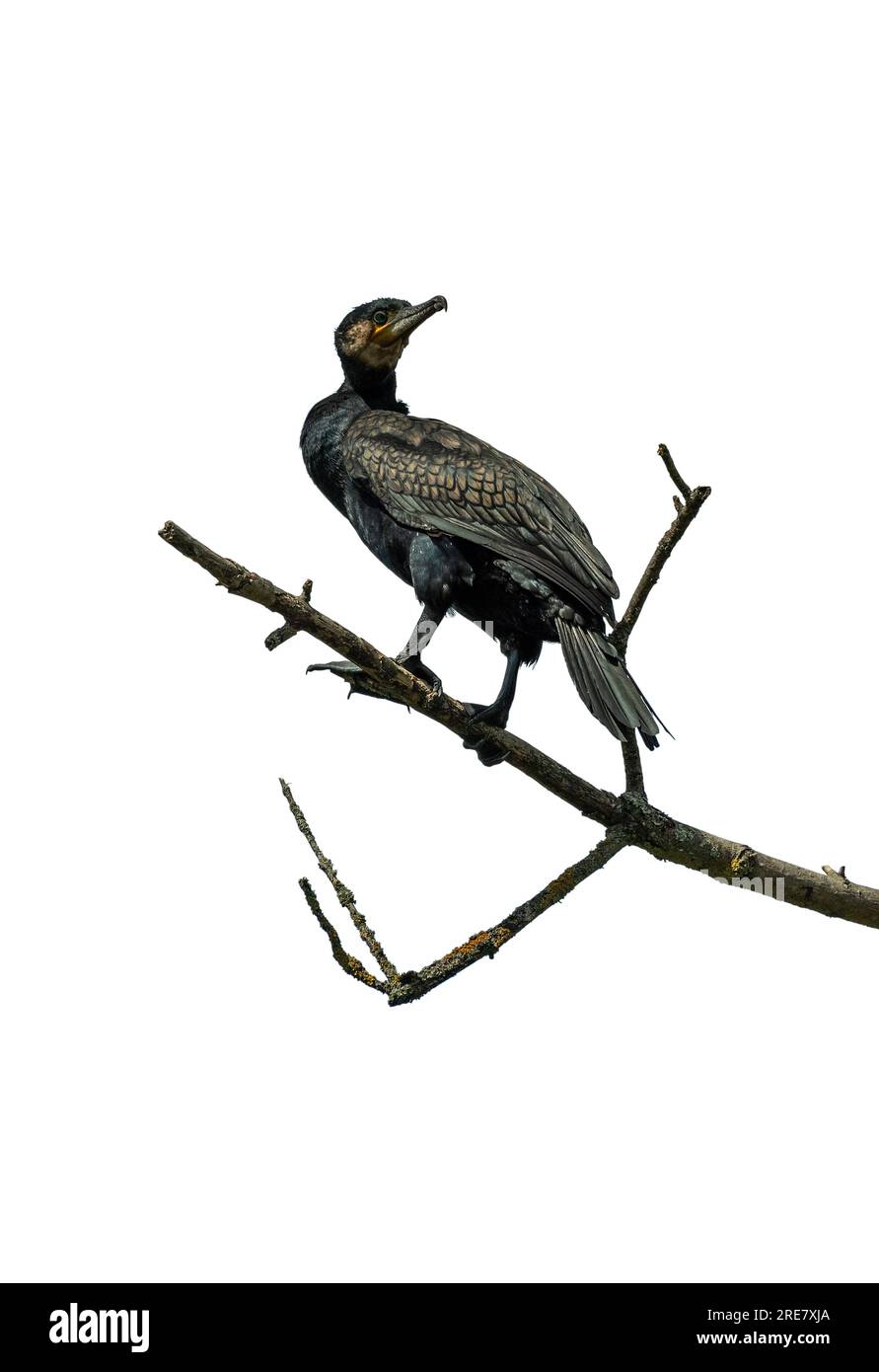 Great Cormorant su un ramo secco isolato su uno sfondo bianco Foto Stock