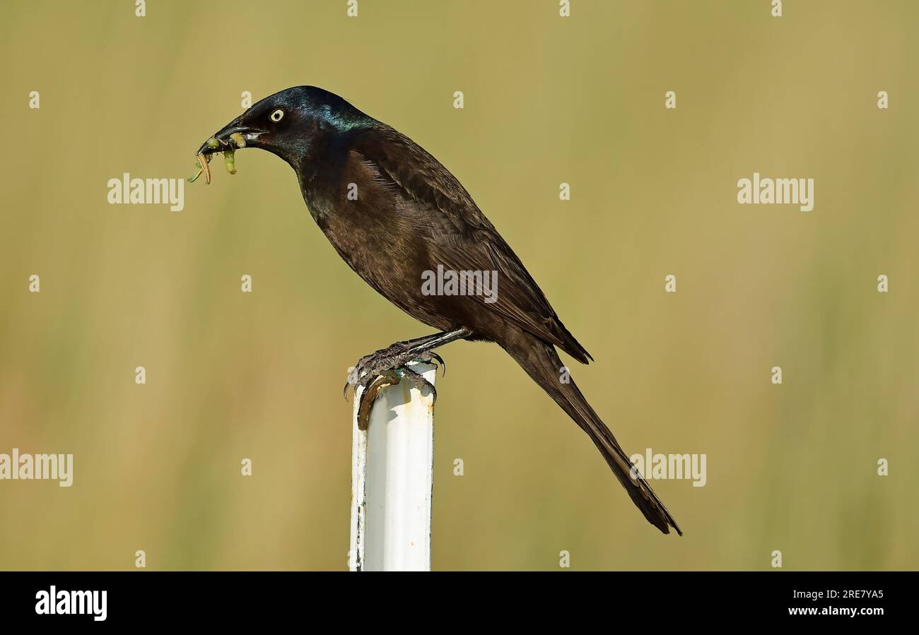 grackle comune appollaiato sul palo della recinzione con le larve nel becco in estate al lago stearns nella carolyn holmberg preserve nella contea di boulder, colorado Foto Stock