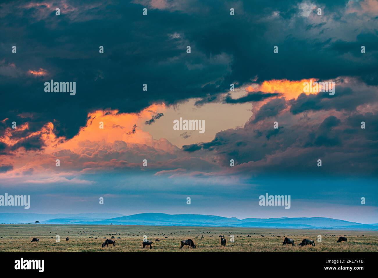 La riserva nazionale di Maasai Mara è un'area di savana preservata nel Kenya sudoccidentale, lungo il confine con la Tanzania. Tra i suoi animali vi sono i leoni, Foto Stock