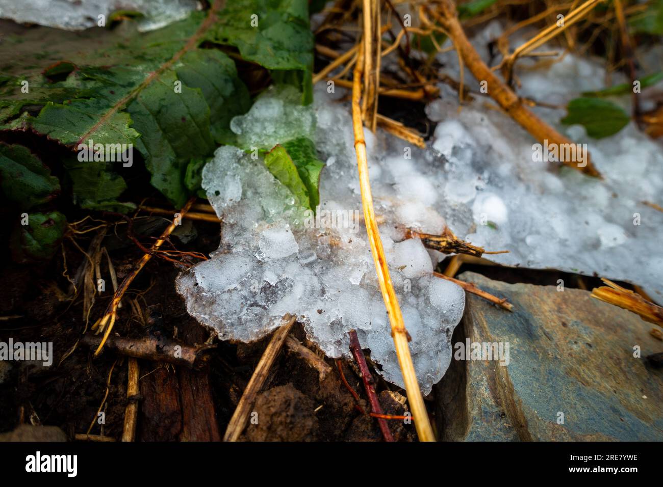Pietre di grandine congelate nella regione himalayana di Uttarakhand durante l'inverno. Foto Stock