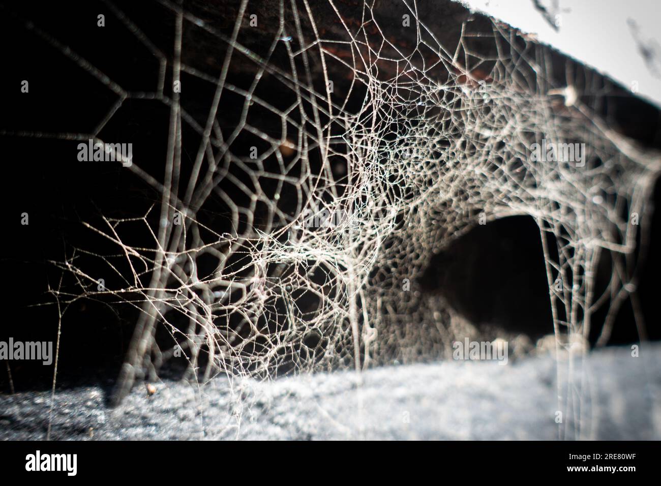 Un'incredibile foto ravvicinata di una ragnatela scattata con un tocco artistico. Foto Stock
