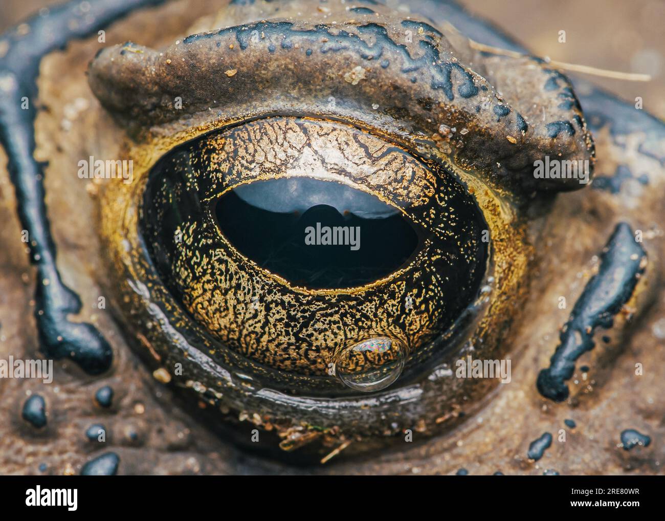 Macro Extrem di Toad Eye, dettaglio di Toad Eye. Foto Stock