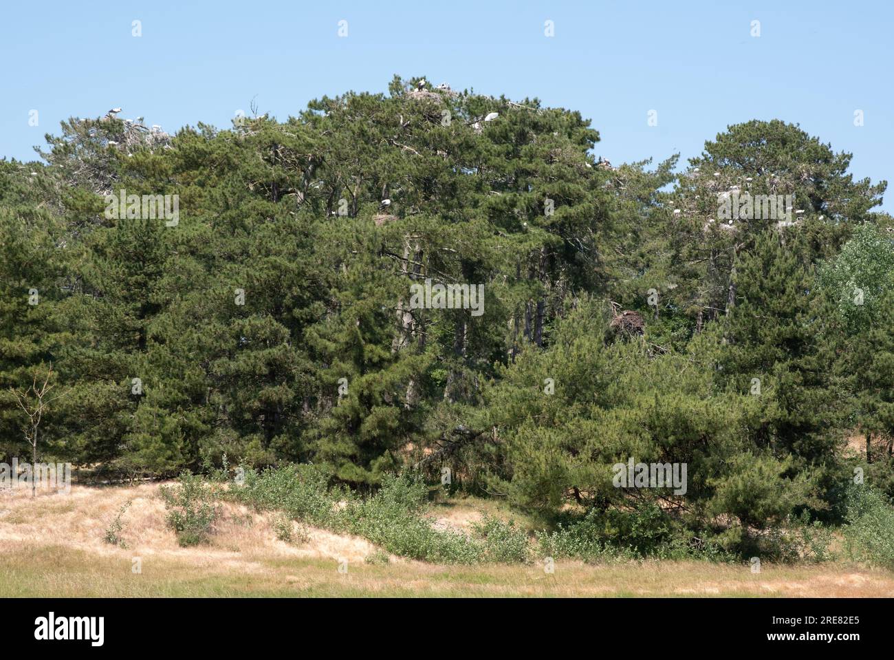 Heronry Parc Marquenterre, Baie de somme Foto Stock