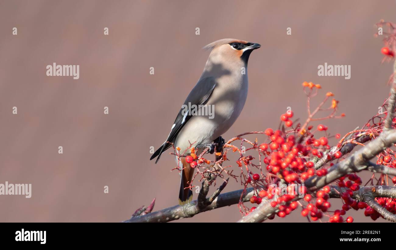 Waxwing/Waxwings Foto Stock