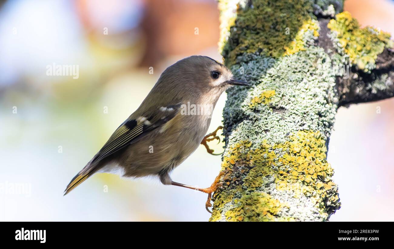 Goldcrest - Gold Crest Foto Stock