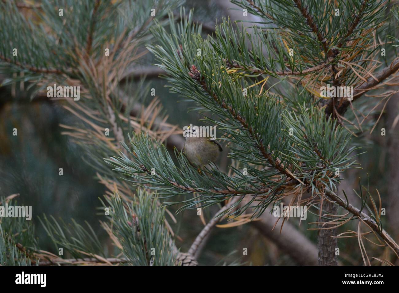 Goldcrest - Gold Crest Foto Stock