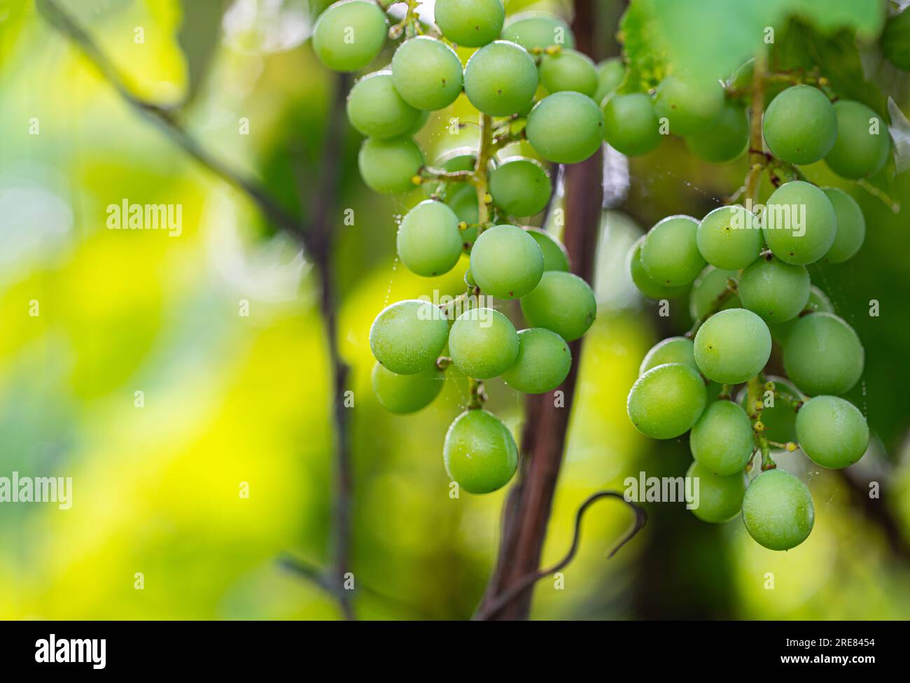 frutti di uva verde su un ramo con foglie da vicino Foto Stock