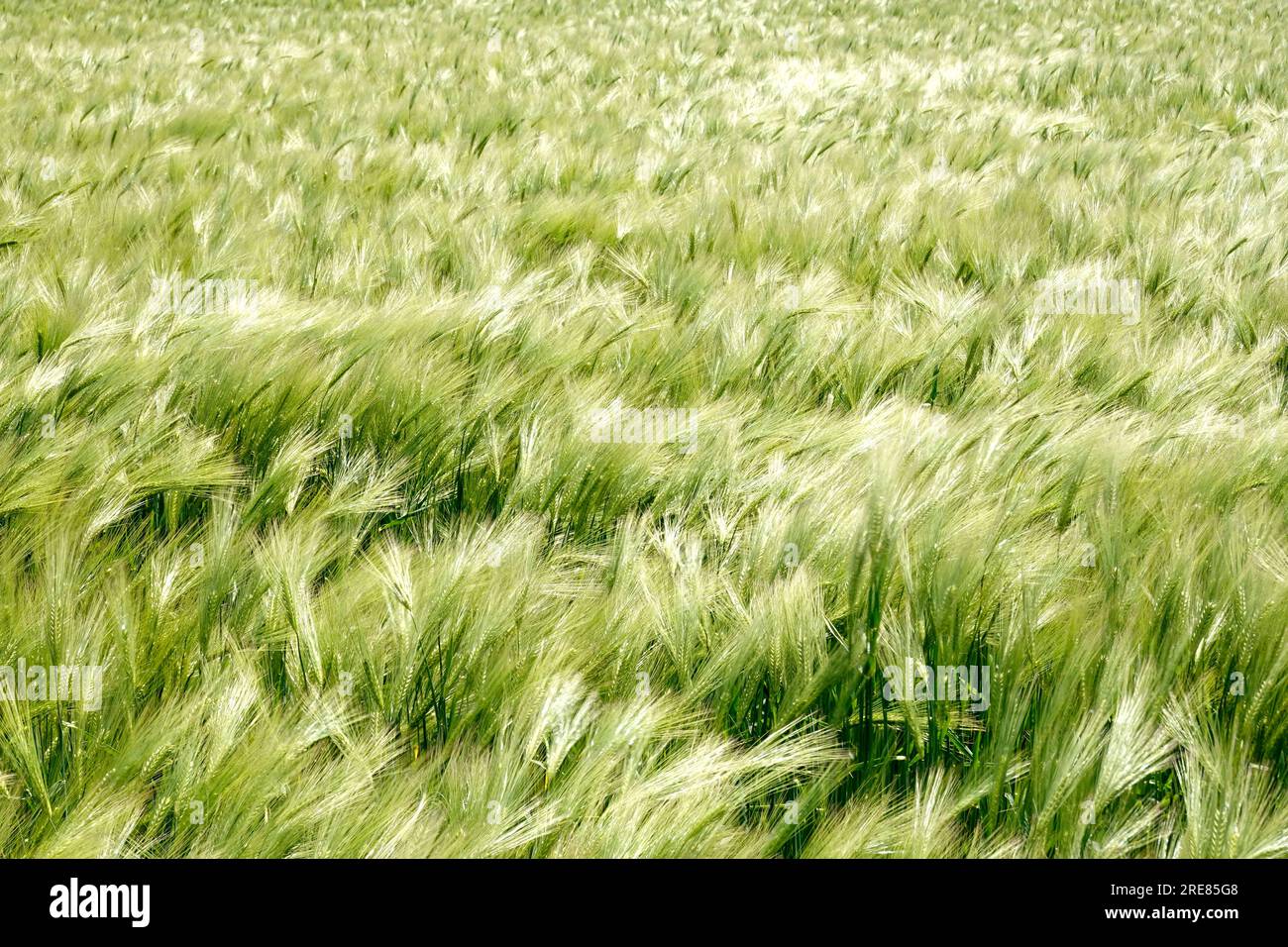 Campo di grano al vento Foto Stock