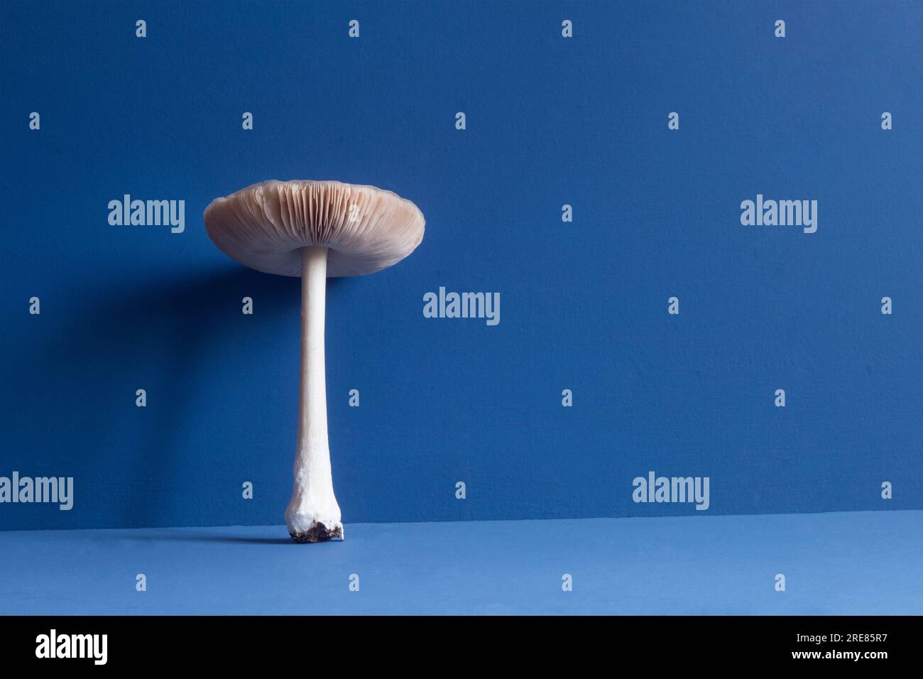 Un fungo gigantesco bianco con gambo lungo e grandi branchie agariche su sfondo blu studio con spazio per la copia. Foto Stock