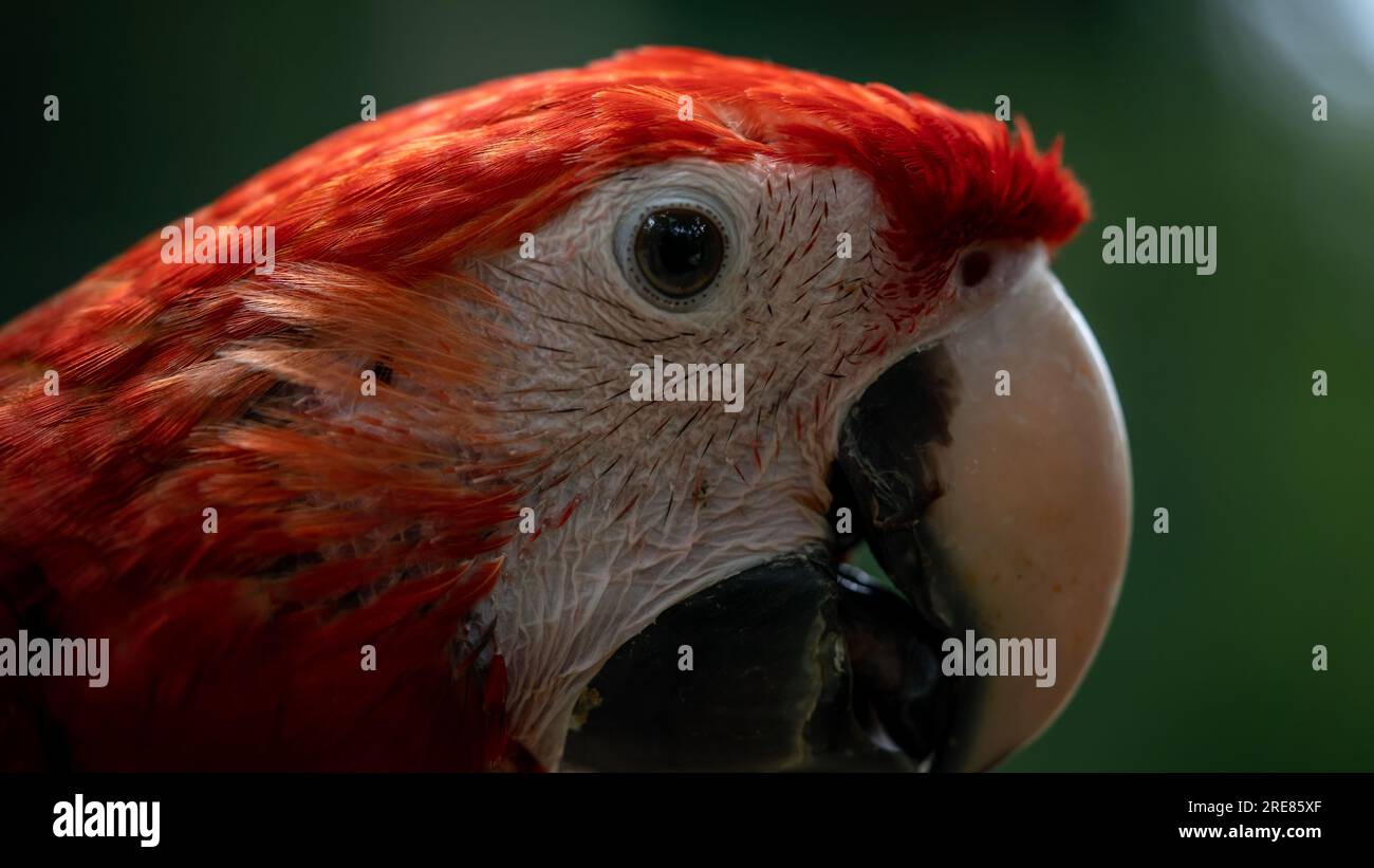 Primo piano di una testa di Macaw Scarlet (Ara macao) Foto Stock