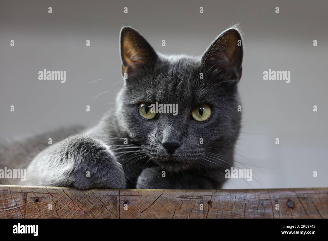 un ritratto ravvicinato di un gatto inglese d'argento che poggia su un tavolo di legno Foto Stock