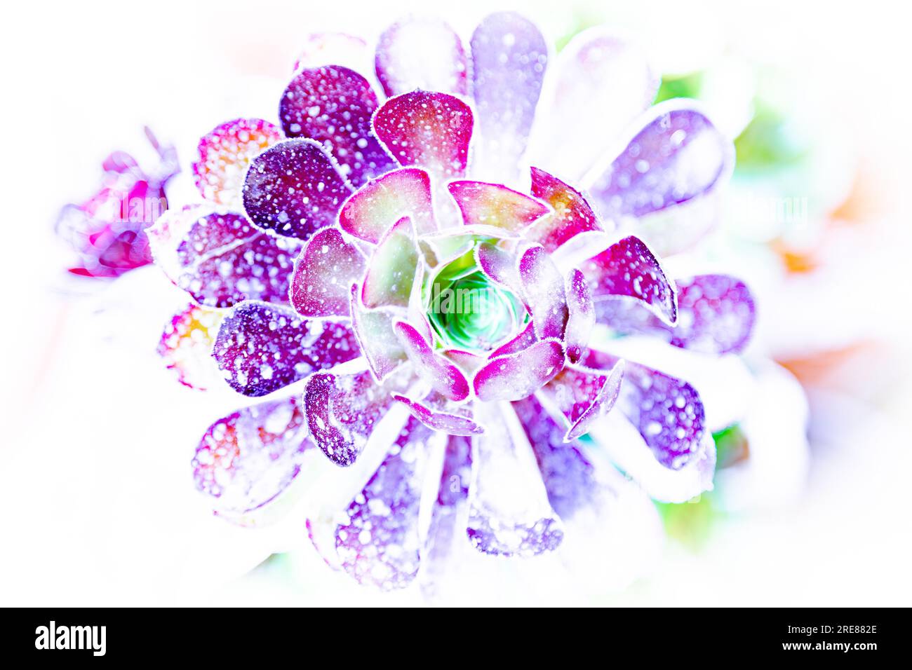 Pianta succulenta a luce intensa con illuminazione uv. Succulento in vivaci colori neon isolati su sfondo bianco. Splendida foto di sfondo fiorito. Foto Stock