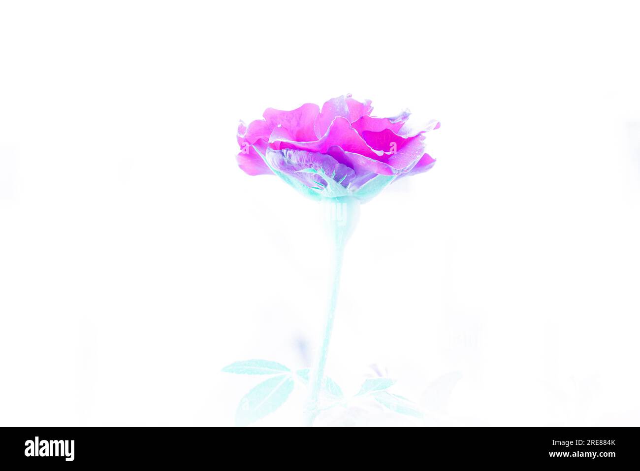 Una rosa dai colori neon. Rosa rossa illuminata ai raggi UV isolata su sfondo bianco. Foto Stock