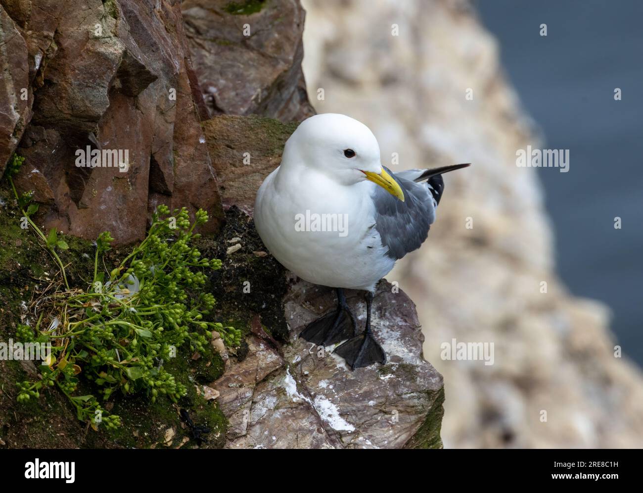 Piccolo gabbiano di uccelli marini arroccato sul sito di nidificazione sul bordo della scogliera Foto Stock