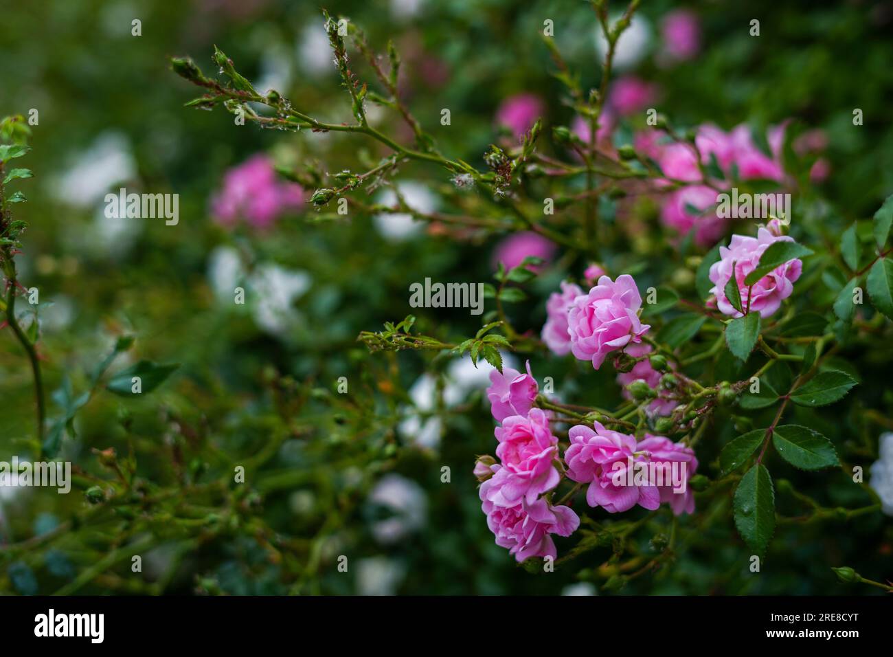 Rose rosa in piena fioritura in giardino. fiori e foglie verdi sullo sfondo. Concetto di giardino Foto Stock