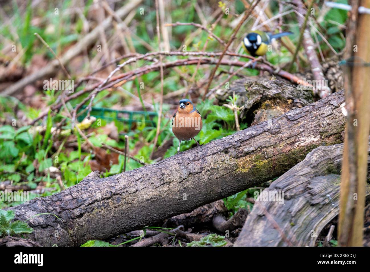Posato di Chaffinch presso la riserva naturale del Gosforth Park Foto Stock