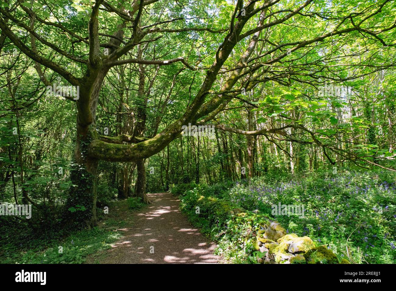Percorso nel bosco in primavera con campane di Bluebells in fiore. Conosciuto anche come Penrhos Country Park. Penrhos Coastal Park, Holyhead, Isola di Anglesey, Galles, Foto Stock