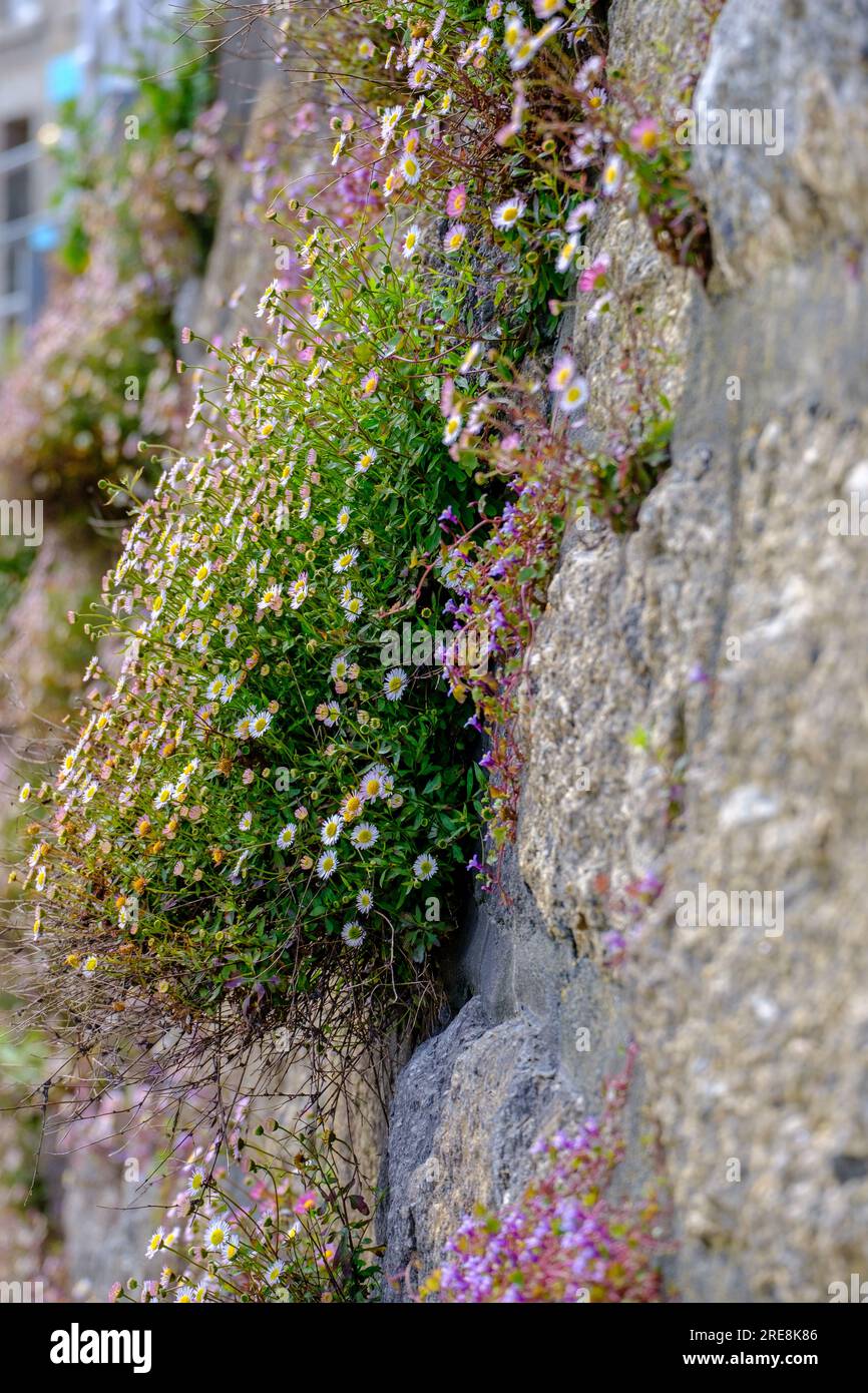 Primo piano delle margherite che crescono da un muro di granito. Foto Stock