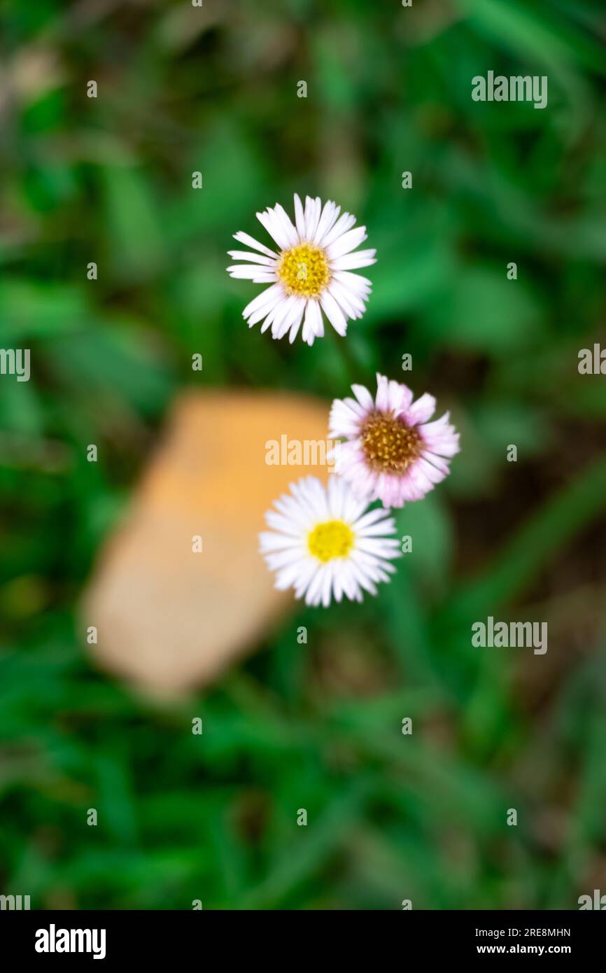 un primo piano di fiori selvatici situato sulla cima della montagna himalyan Foto Stock