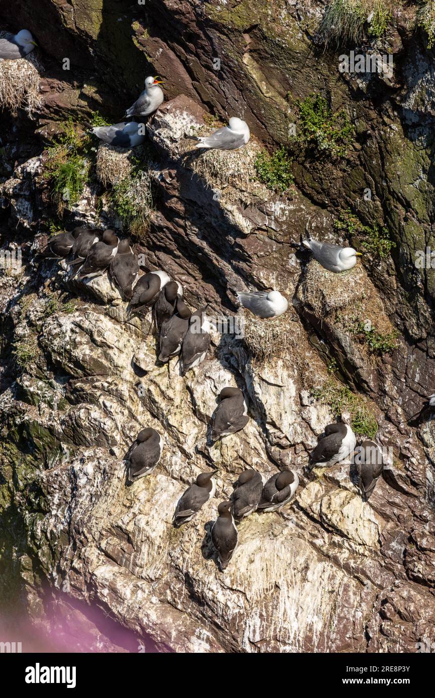 guillemot nidifica su una pila marina a St Abbs, in Scozia Foto Stock