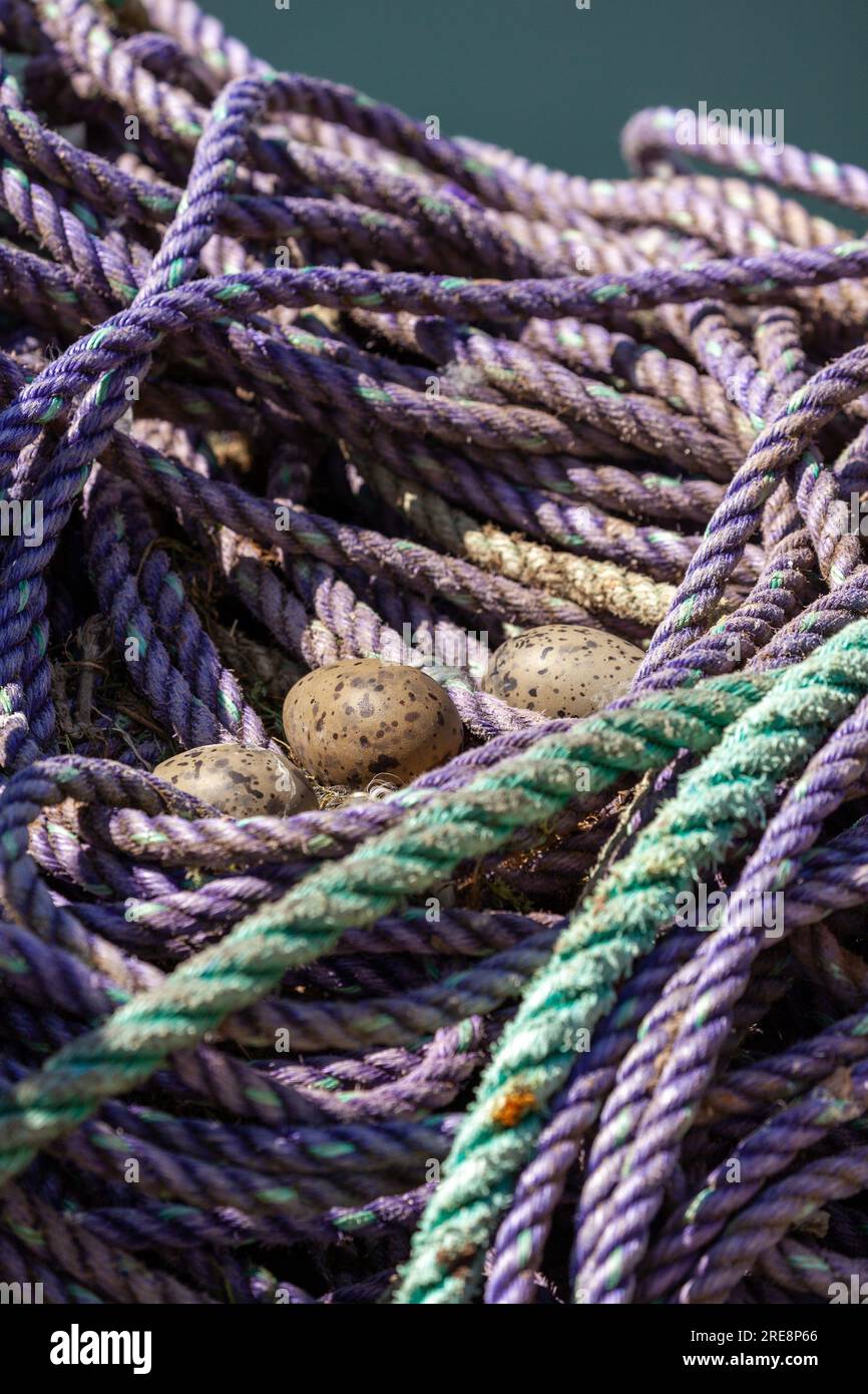 Uova di gabbiano con il dorso nero ridotte deposte in una spirale di corde sul porto di St Abbs Foto Stock