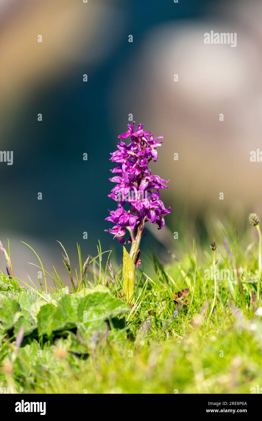 Orchidea viola, Orchis mascula, fiore selvatico Foto Stock