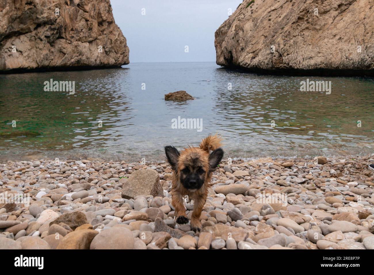 Piccolo cane sulla spiaggia, Una spiaggia tra due montagne rocciose, El Jebha Beach, Marocco Foto Stock