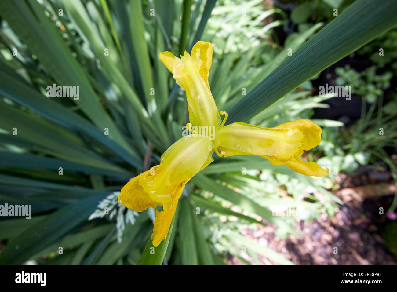 iride giallo pseudacorus che cresce nella zona marginale di uno stagno in un giardino nel regno unito Foto Stock