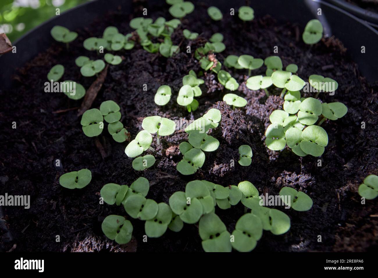 piantine di basilico giovani che crescono in compost in una pentola in un giardino di erbe di davanzale nel regno unito Foto Stock
