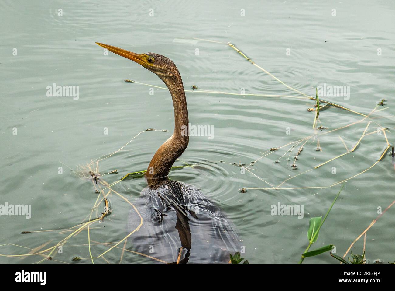 Un airone nel lago del Parque do Ibirapuera, San Paolo, Brasile. Uno dei parchi più grandi della città di San Paolo. Foto Stock