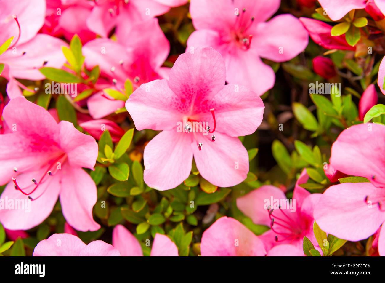 Azalea japonica o azalea giapponese in primo piano. Foto Stock