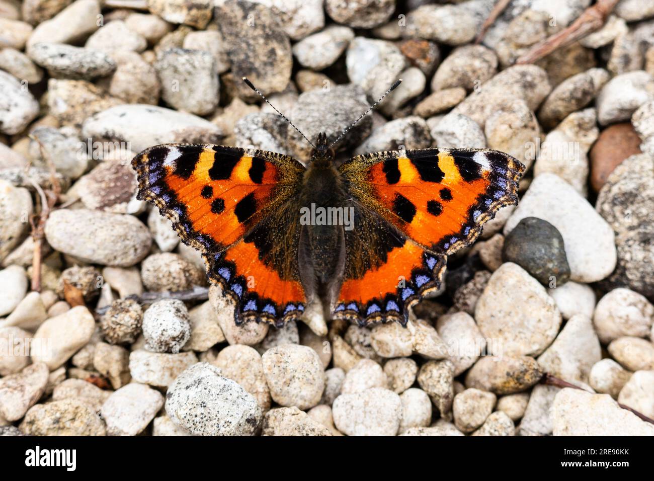 Small Tortoiseshell Butterfly, Aglais urticae, crogiolarsi sulla ghiaia, Galles del Sud, Regno Unito Foto Stock