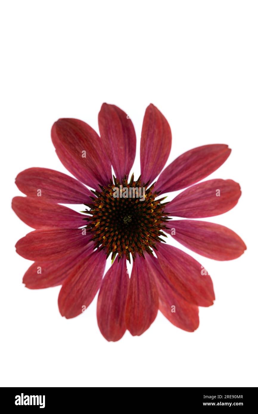 Un fiore rosso su sfondo bianco. Foto Stock
