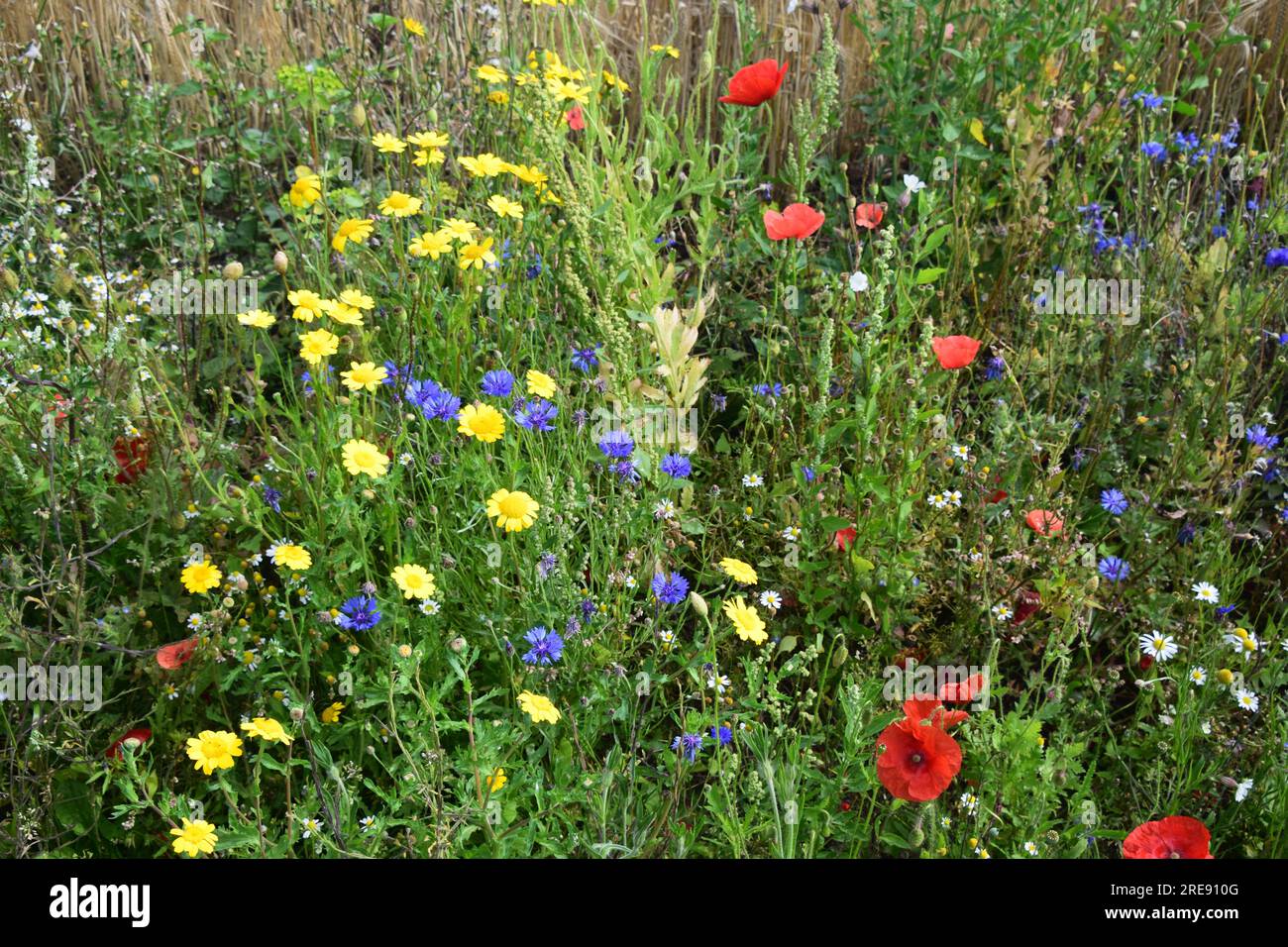 Fiori di campo britannici in fiore Foto Stock