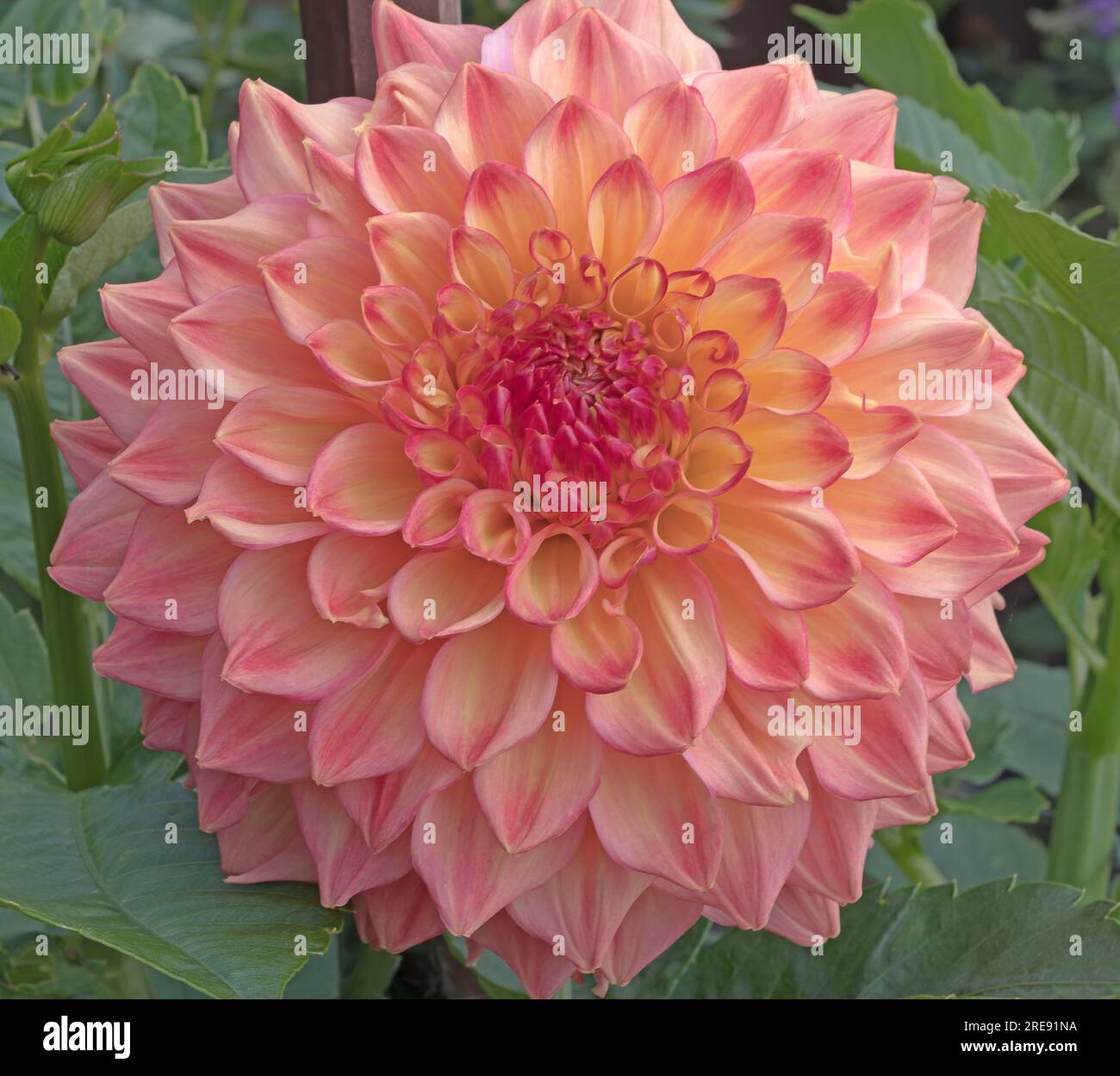 Dahlia, Medium Decorative, Askwith Edna Foto Stock
