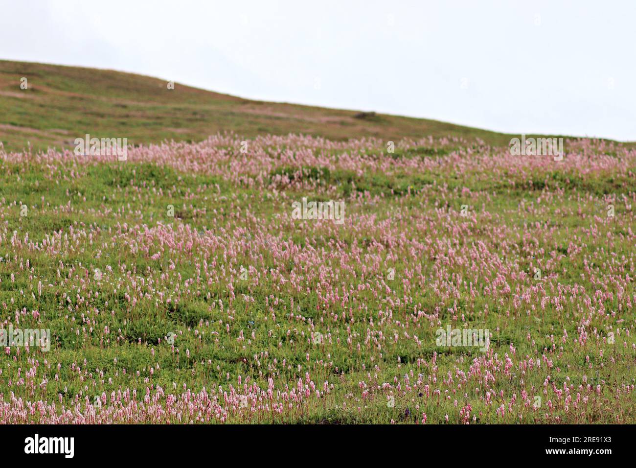 Erba naturale selvatica con fiore di colore rosa Foto Stock