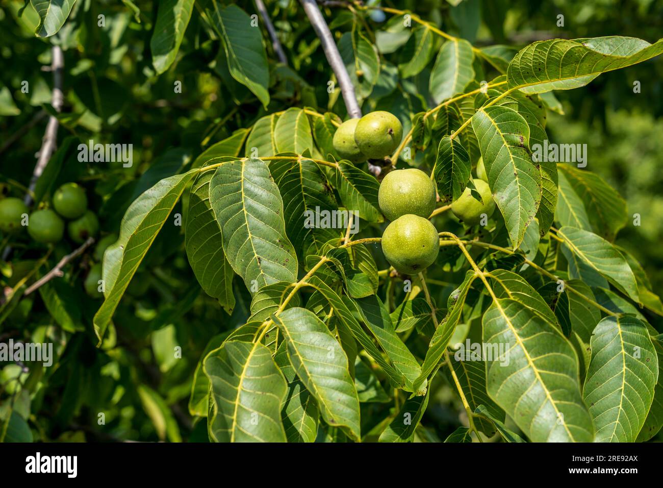 Alcuni mazzi di noci non mature in un guscio verde sui rami di un albero con foglie verdi Júglans régia Foto Stock