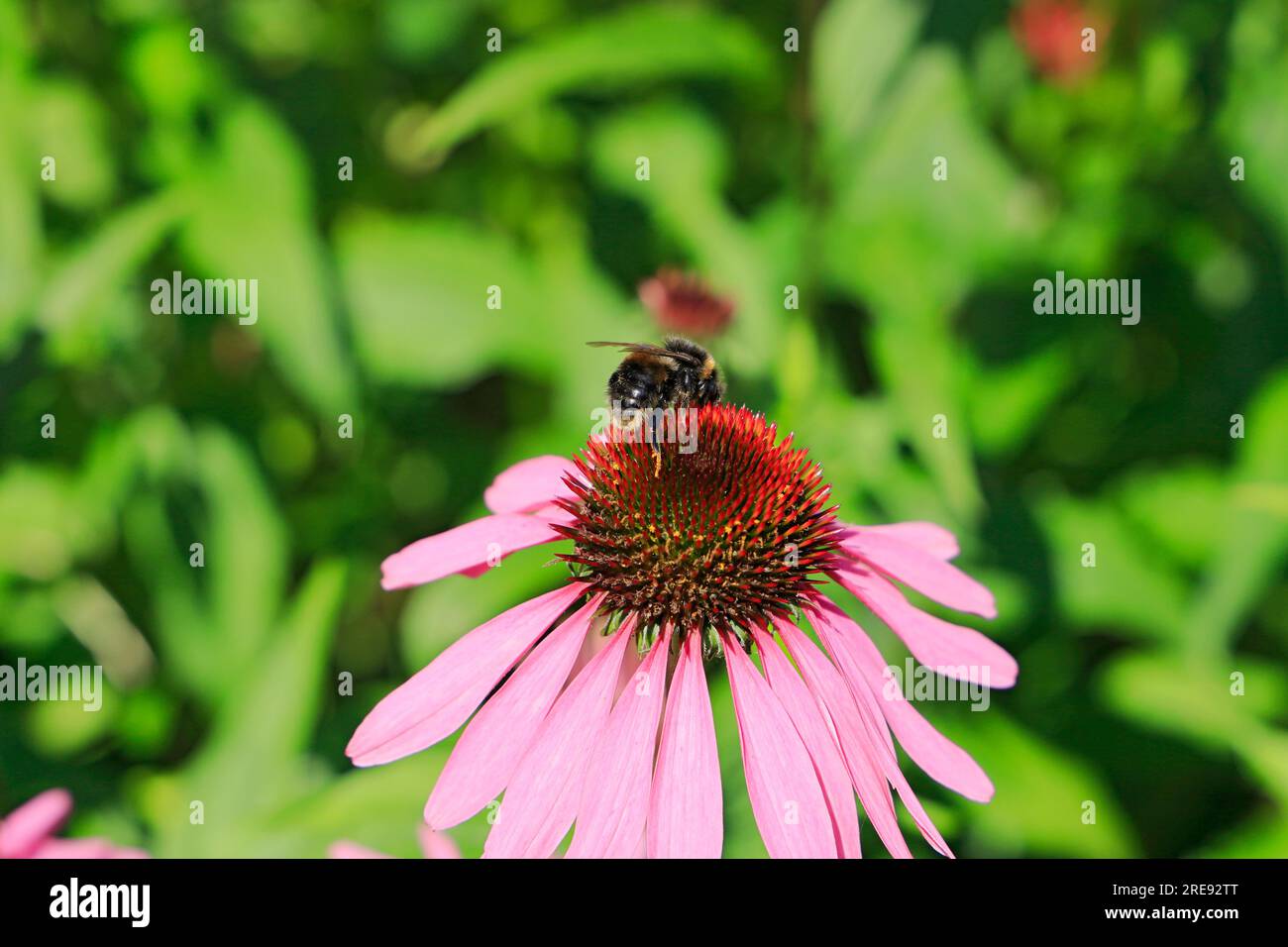 Bumble Bee sul fiore di Echinacea. Foto Stock