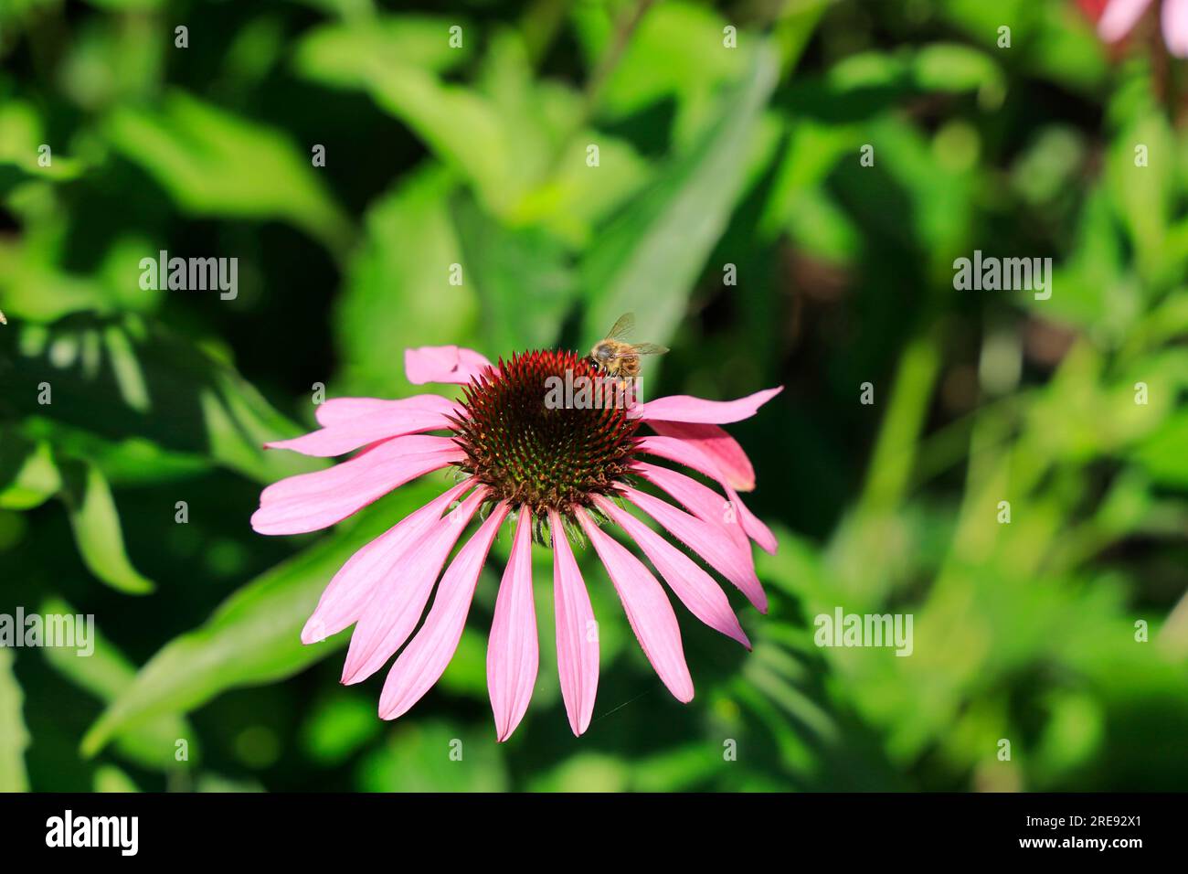 Bumble Bee sul fiore di Echinacea. Foto Stock