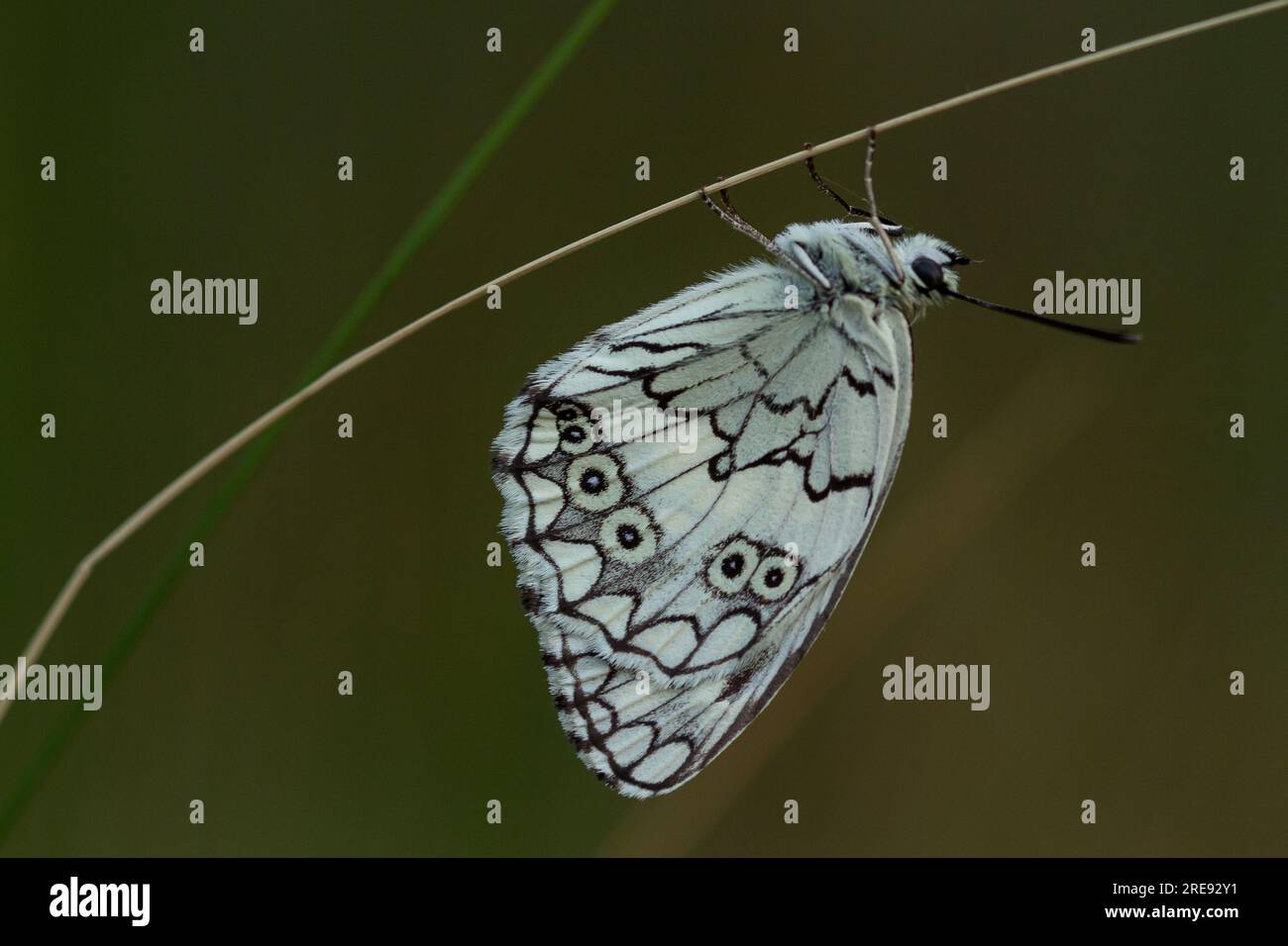 Balkan Marmled White Butterfly male, Melanargia larissa, gangster Foto Stock
