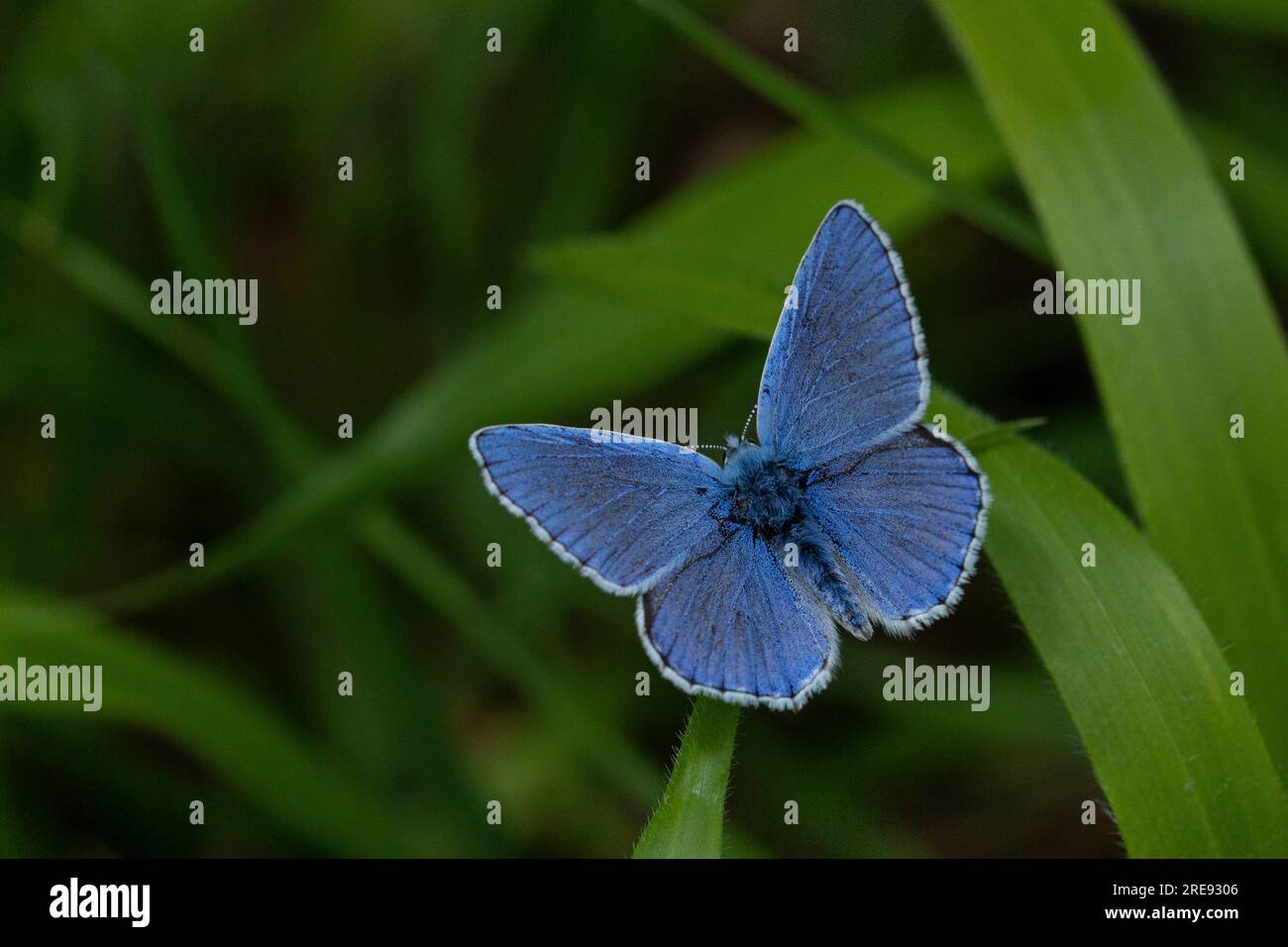 Adone Blue maschio, Polyommatus bellargus, crogiolarsi con le ali aperte Foto Stock
