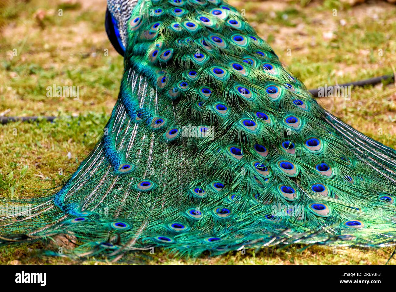 peacock in primavera con belle piume Foto Stock