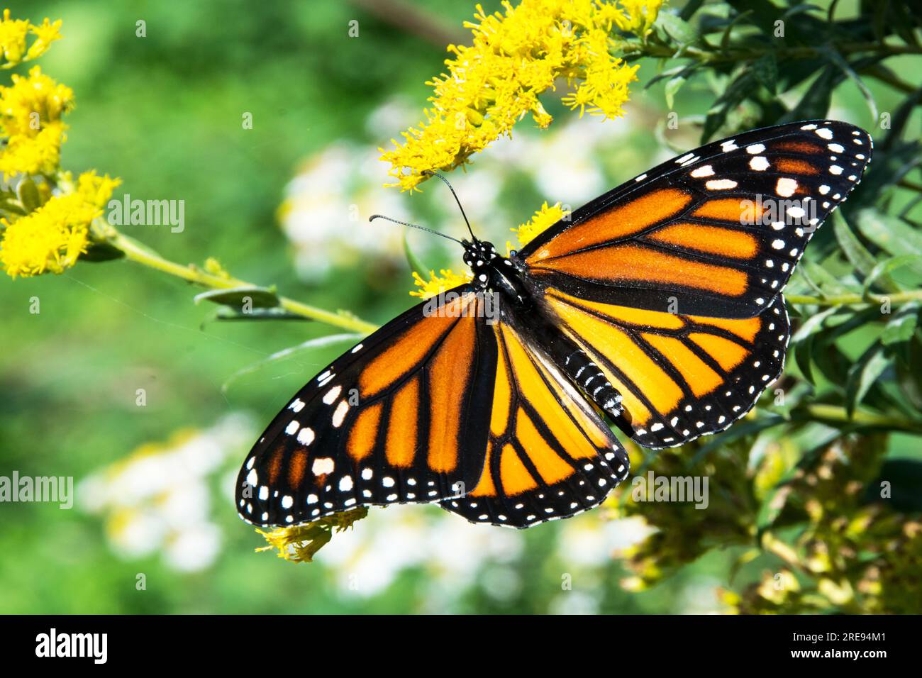 Una splendida farfalla monarca arroccata su fiori gialli selvatici. Foto Stock